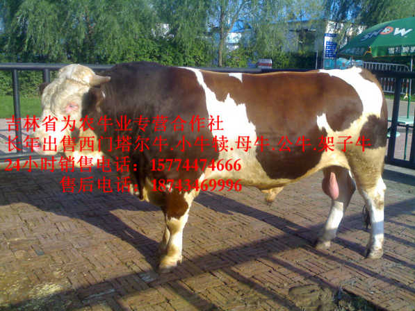 东丰县西门塔尔牛价格&nbsp;&nbsp;吉林养殖牛场&nbsp;&nbsp;东北养殖场&nbsp;&nbsp;牛病防治