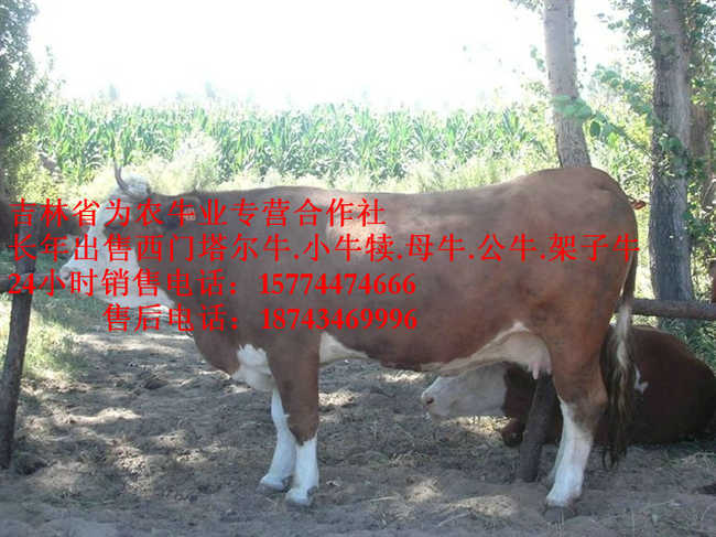 凌源市西门塔尔架子牛&nbsp;&nbsp;哪里有西门塔尔&nbsp;&nbsp;东北黄牛