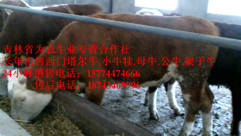 勃利县牛饲料配比&nbsp;&nbsp;吉林牛犊价格&nbsp;&nbsp;夏洛莱牛场家&nbsp;&nbsp;西门塔尔改良牛