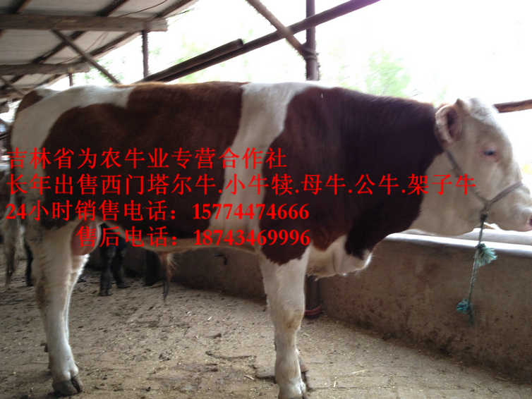 勃利县牛饲料配比&nbsp;&nbsp;吉林牛犊价格&nbsp;&nbsp;夏洛莱牛场家&nbsp;&nbsp;西门塔尔改良牛