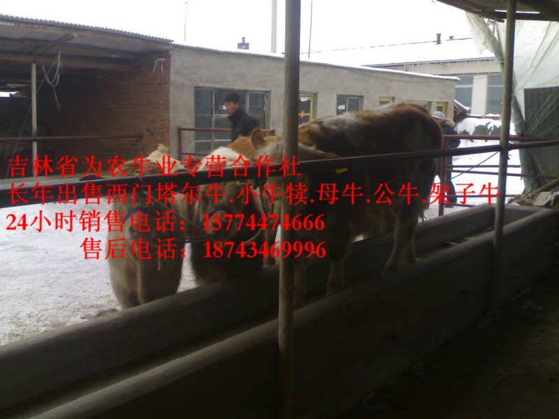南山区西门塔尔牛价格&nbsp;&nbsp;什么牛最好养&nbsp;&nbsp;四平繁育肉牛&nbsp;&nbsp;东北哪里买牛犊