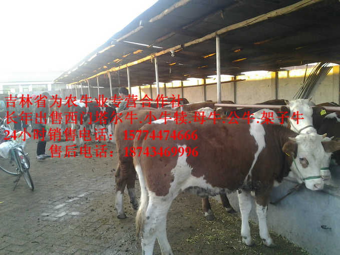 老边区哪里有西门塔尔&nbsp;&nbsp;牛病防治&nbsp;&nbsp;西门塔尔牛图片&nbsp;&nbsp;四平繁育母牛
