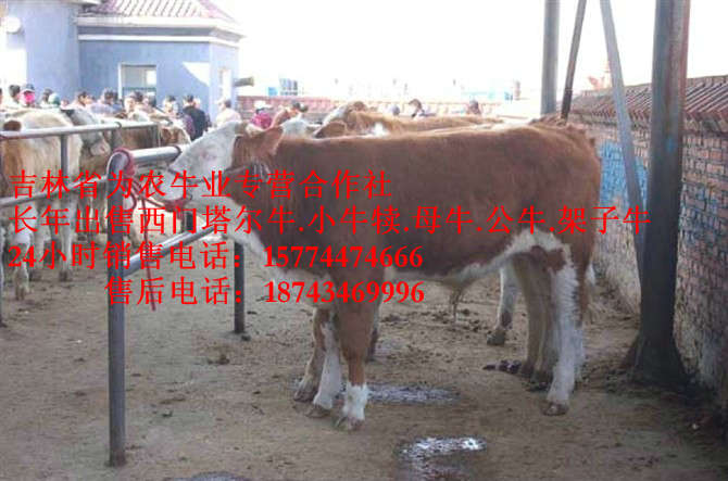 伊金霍洛旗营城子牛价&nbsp;&nbsp;西门塔尔肉牛&nbsp;&nbsp;四平繁育肉牛&nbsp;&nbsp;西门塔尔母牛