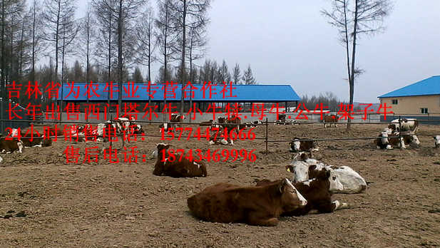 包头市东北牛犊图片&nbsp;&nbsp;东北夏洛莱牛&nbsp;&nbsp;西门塔尔牛厂家&nbsp;&nbsp;售西门塔尔牛犊