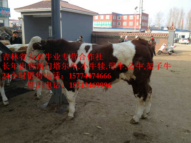 包头市东北牛犊图片&nbsp;&nbsp;东北夏洛莱牛&nbsp;&nbsp;西门塔尔牛厂家&nbsp;&nbsp;售西门塔尔牛犊