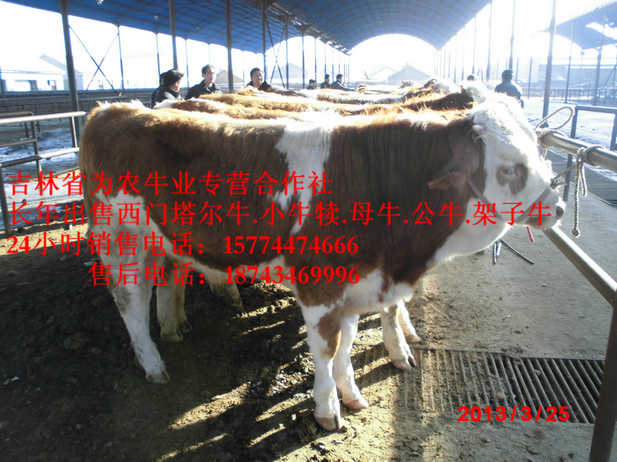 辽源市营城子牛场&nbsp;&nbsp;东北养殖牛场&nbsp;&nbsp;吉林哪里牛便宜&nbsp;&nbsp;四平繁育母牛