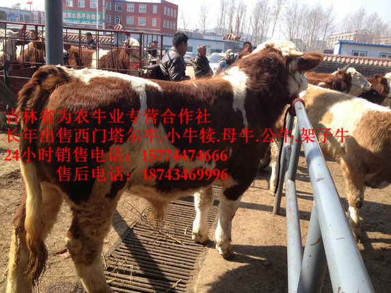 前郭尔罗斯蒙古族自治县四平架子牛 东北养殖场 营城子肉牛 东北养殖牛场