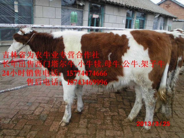 尚志市西门塔尔牛图片&nbsp;&nbsp;东北小牛图片&nbsp;&nbsp;东北黄牛
