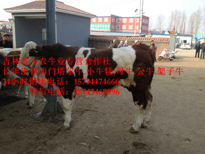 尚志市西门塔尔牛图片&nbsp;&nbsp;东北小牛图片&nbsp;&nbsp;东北黄牛