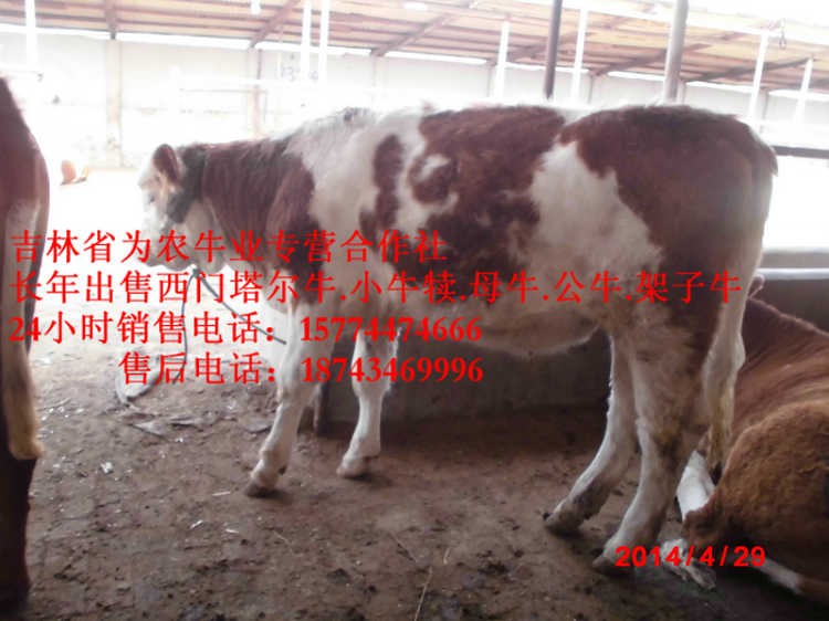 辽阳市营城子牛品种&nbsp;&nbsp;西门塔尔出肉率&nbsp;&nbsp;夏洛莱牛场家&nbsp;&nbsp;西门塔尔母牛
