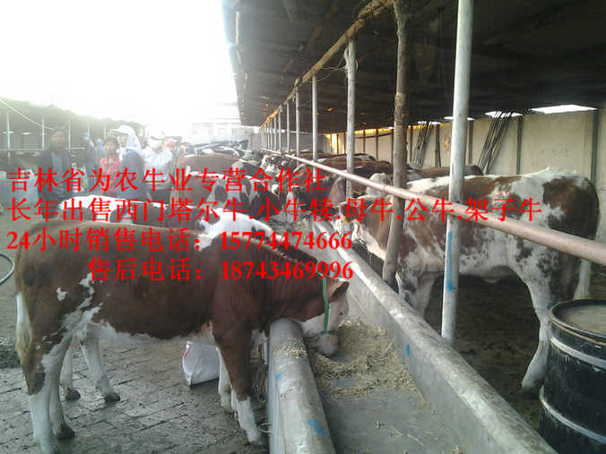 凌源市西门塔尔育肥牛&nbsp;&nbsp;吉林夏洛莱牛&nbsp;&nbsp;营城子牛价&nbsp;&nbsp;西门塔尔出肉率
