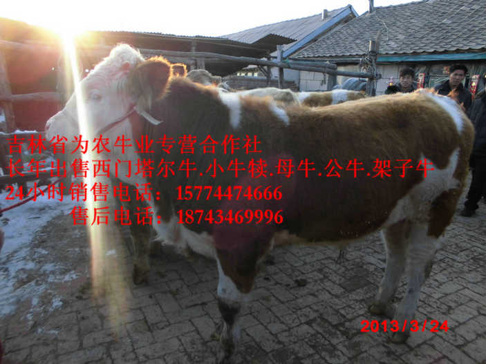 同江市东北黄牛市场 东北改良牛 吉林夏洛莱牛