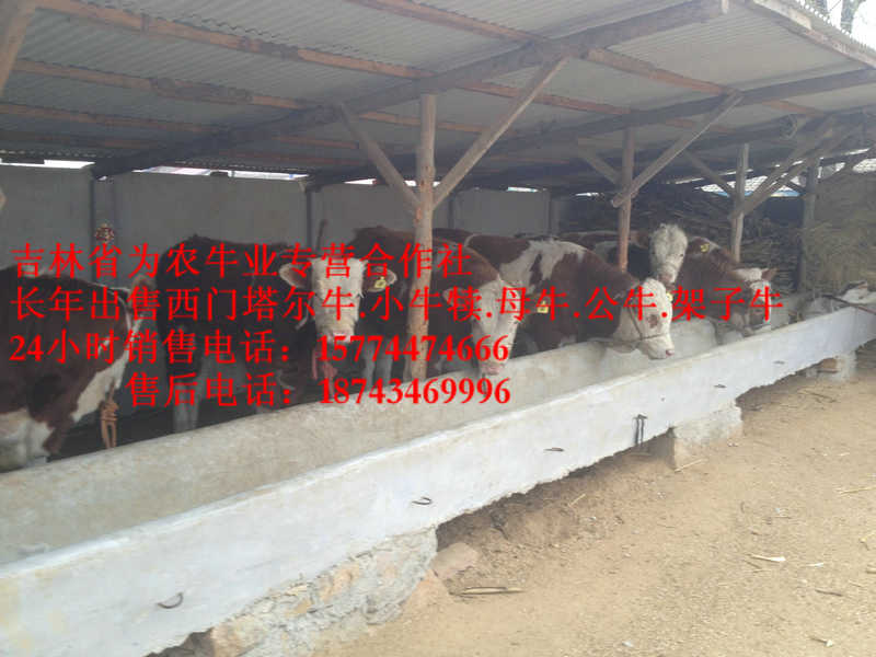 沈河区营城子西门塔尔 西门塔尔育肥牛 西门塔尔牛图片