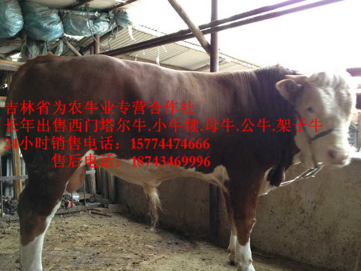 铁岭市西门塔尔牛价格&nbsp;&nbsp;吉林养殖牛场&nbsp;&nbsp;东北西门塔尔牛&nbsp;&nbsp;夏落来牛价格