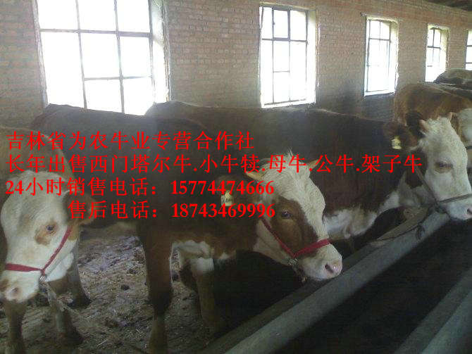 东胜市营城子西门塔尔 西门塔尔牛厂家 东北养殖场 东北小牛图片
