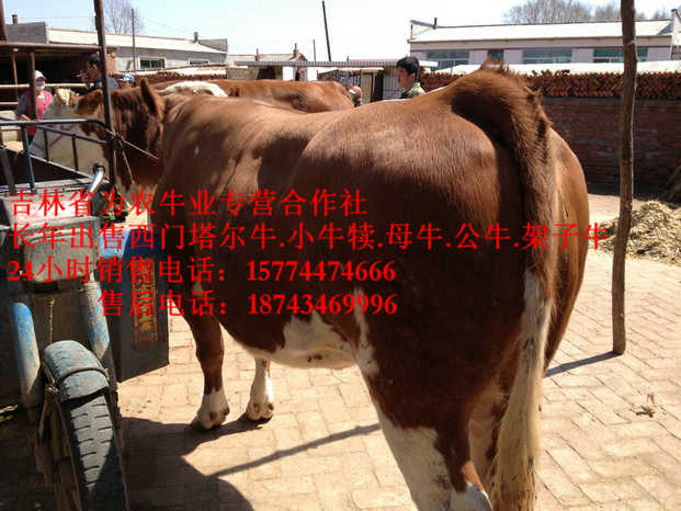 本溪市东北繁育母牛&nbsp;&nbsp;东北黄牛市场&nbsp;&nbsp;什么牛长得快