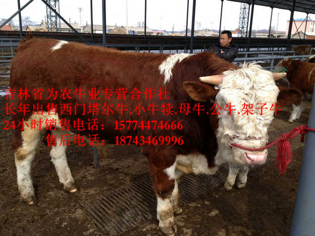 达尔罕茂明安联合旗吉林哪里牛便宜&nbsp;&nbsp;东北哪里牛价低&nbsp;&nbsp;东北正规养殖场&nbsp;&nbsp;吉林养殖牛场