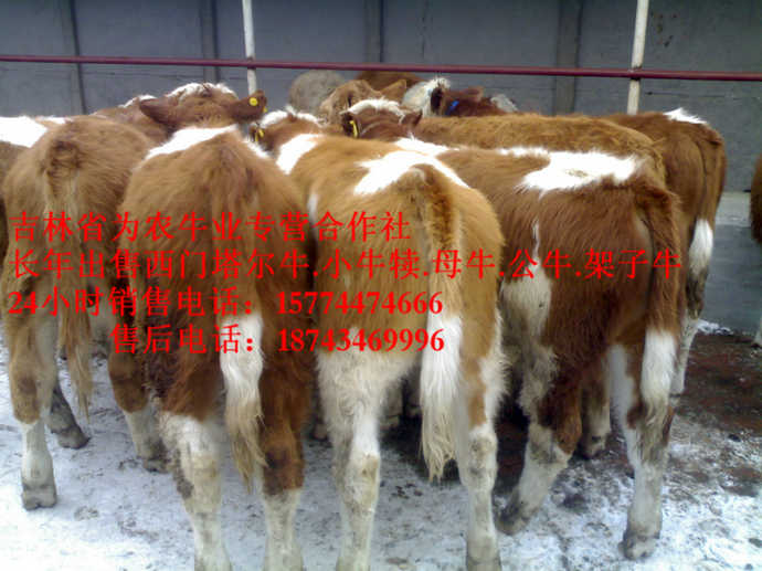 绥滨县西门塔尔牛价格&nbsp;&nbsp;营城子牛品种&nbsp;&nbsp;东北改良牛&nbsp;&nbsp;四平繁育母牛