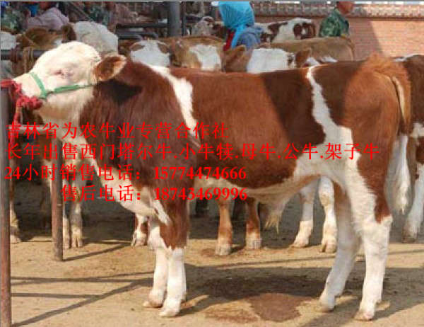 科尔沁区牛场管理&nbsp;&nbsp;东北改良牛市场&nbsp;&nbsp;东北养殖场&nbsp;&nbsp;售西门塔尔牛犊