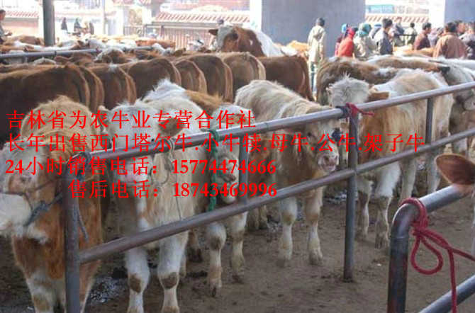 靖宇县吉林夏洛莱牛&nbsp;&nbsp;西门塔尔种牛&nbsp;&nbsp;西门塔尔改良牛&nbsp;&nbsp;西门塔尔出肉率