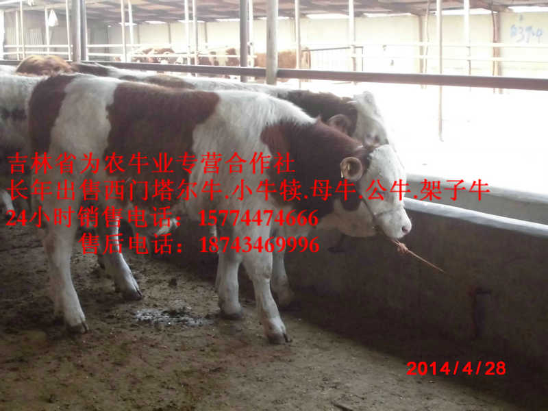 肇源县什么牛长得最快&nbsp;&nbsp;吉林小牛图片&nbsp;&nbsp;售西门塔尔牛犊&nbsp;&nbsp;营城子牛价