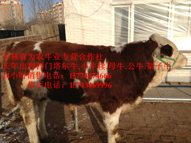 塔河县吉林小牛图片&nbsp;&nbsp;东北牛犊价格&nbsp;&nbsp;西门塔尔牛厂家&nbsp;&nbsp;西门塔尔出肉率