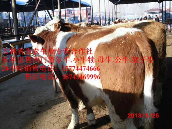 大洼县东北改良牛基地&nbsp;&nbsp;吉林养殖合作社