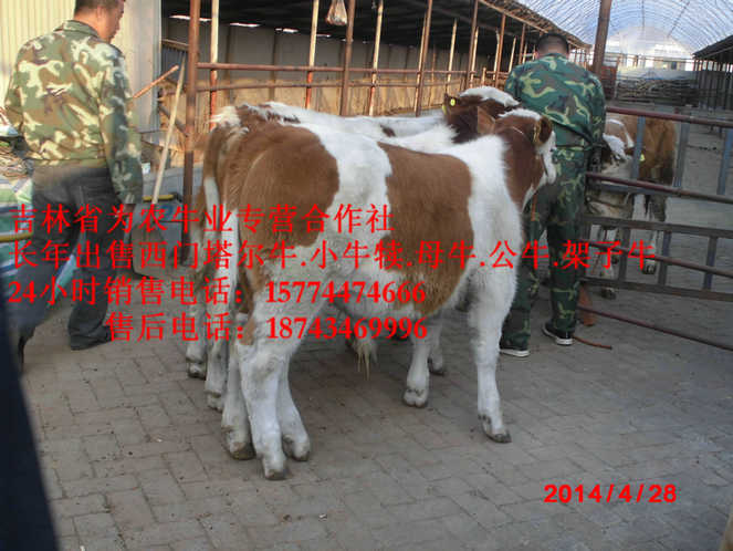 抚松县哪里有西门塔尔&nbsp;&nbsp;东北黄牛&nbsp;&nbsp;营城子西门塔尔