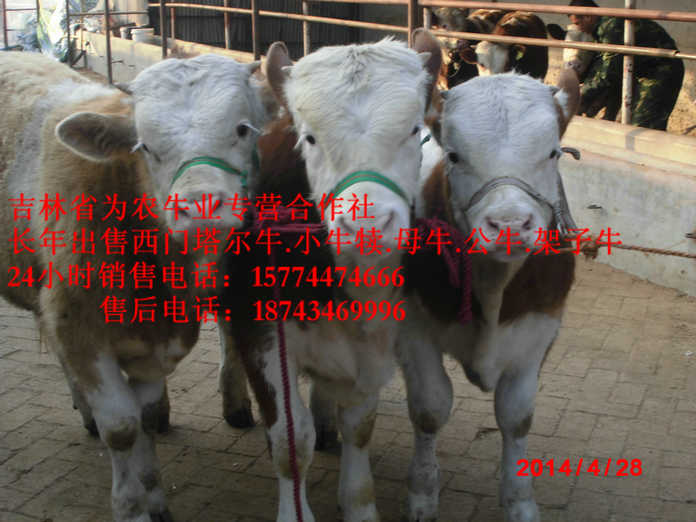 阿巴嘎旗出售西门塔尔牛&nbsp;&nbsp;营城子在哪里&nbsp;&nbsp;东北养殖场
