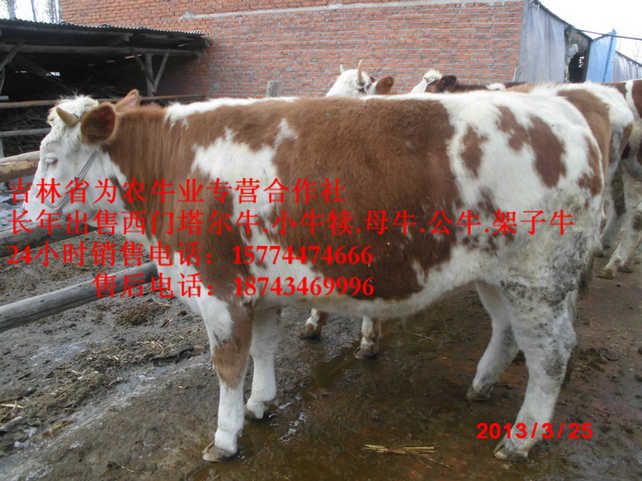 元宝山区吉林牛犊价格&nbsp;&nbsp;西门塔尔出肉率&nbsp;&nbsp;吉林养殖牛场&nbsp;&nbsp;什么牛最好养
