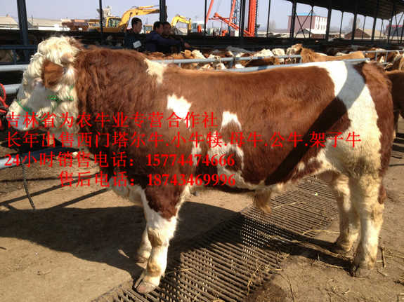 白城市吉林哪里牛价低&nbsp;&nbsp;东北养殖合作社&nbsp;&nbsp;东北小牛图片&nbsp;&nbsp;出售西门塔尔牛