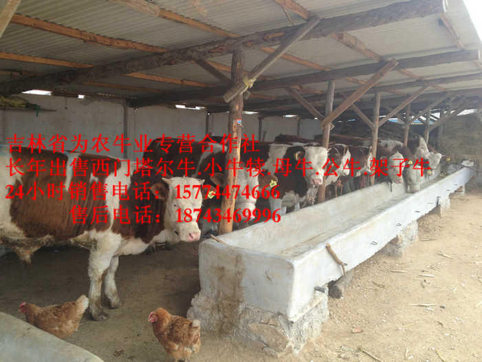 乌兰察布盟西门塔尔母牛 西门塔尔牛厂家 吉林养殖合作社 黄牛交易市场