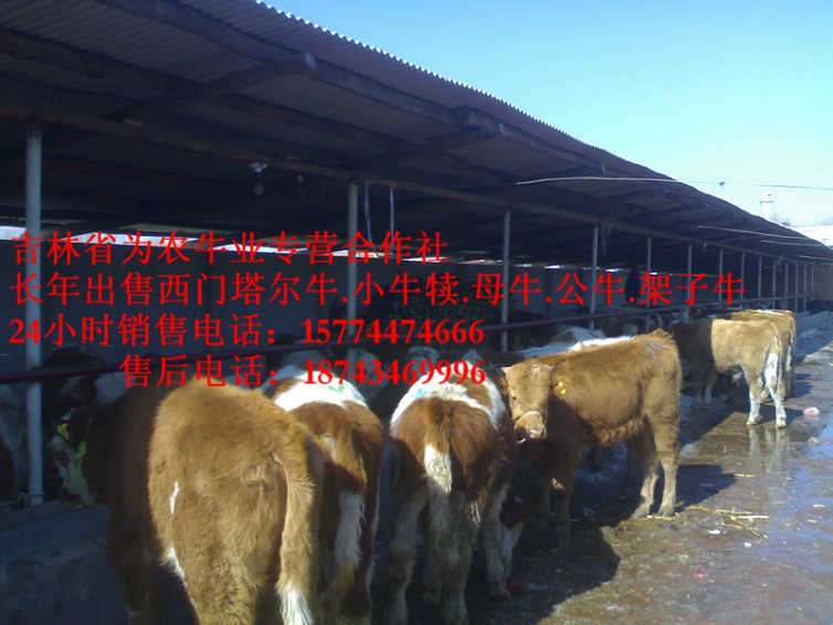 阜新市吉林正规养殖场 吉林繁育母牛 西门塔尔改良牛 四平繁育牛犊