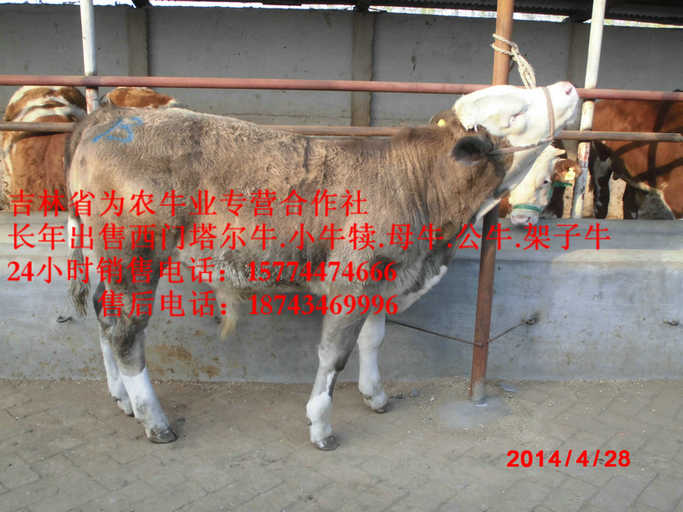 阜新市吉林正规养殖场 吉林繁育母牛 西门塔尔改良牛 四平繁育牛犊