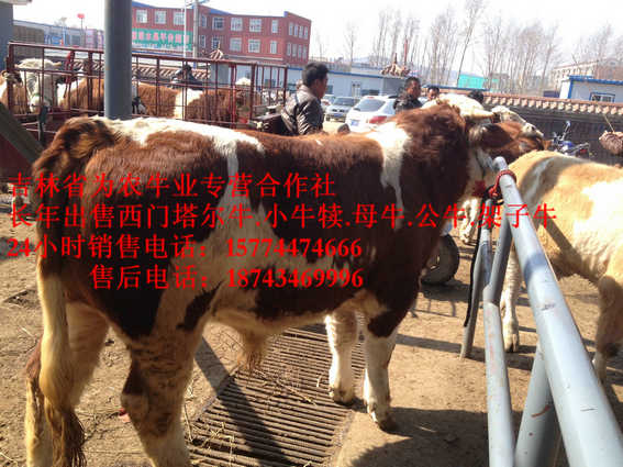 台安县营城子西门塔尔&nbsp;&nbsp;西门塔尔牛厂家&nbsp;&nbsp;吉林哪里牛价低&nbsp;&nbsp;西门塔尔牛价格