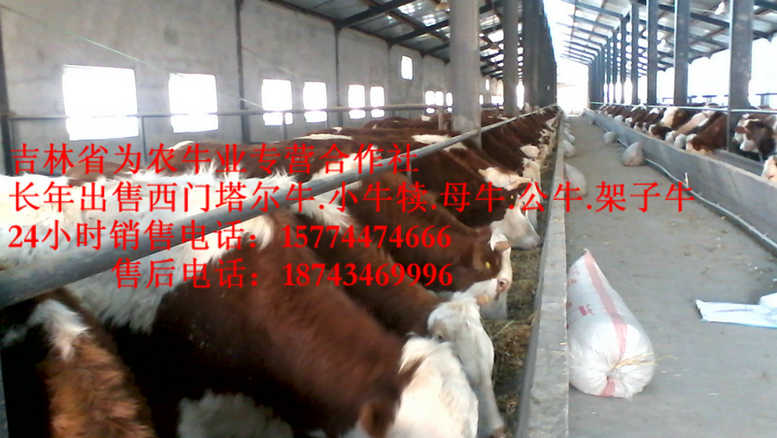 抚松县西门塔尔母牛 牛病防治 东北哪里买牛犊 吉林牛犊图片