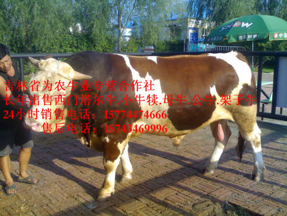 汪清县吉林牛犊图片 东北哪里买牛犊 东北牛犊图片 东北黄牛市场