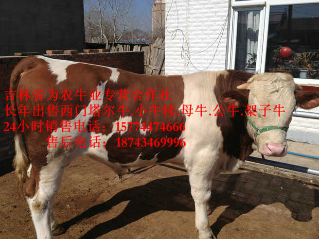 辽阳县东北改良牛 黄牛交易市场 东北黄牛