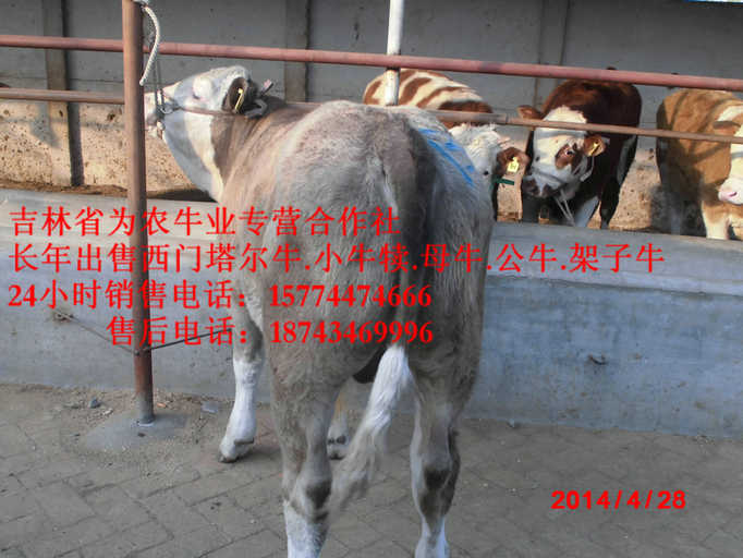 呼玛县西门塔尔牛价格&nbsp;&nbsp;什么牛下犊好&nbsp;&nbsp;牛圈建设&nbsp;&nbsp;售西门塔尔牛犊