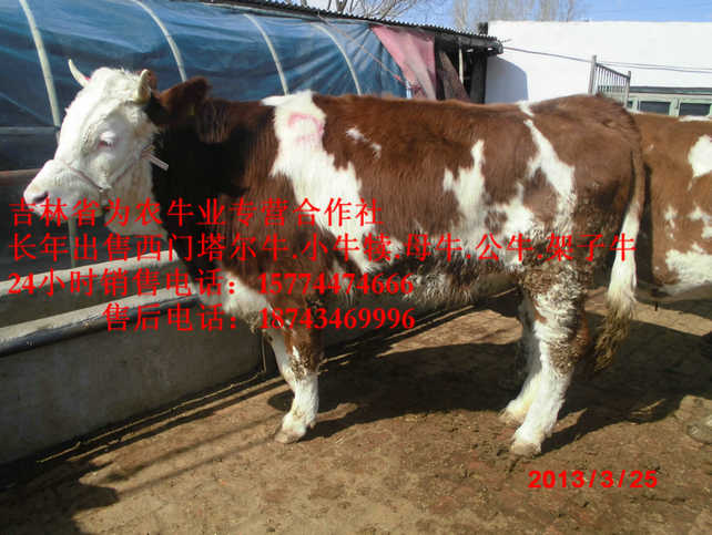大同区吉林牛犊图片 东北改良牛 西门塔尔牛价格 吉林小牛图片