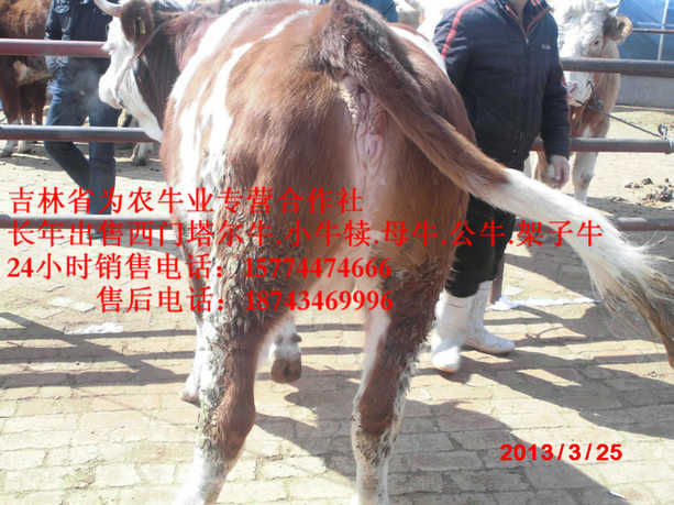 达拉特旗吉林哪里牛便宜 吉林牛犊图片 牛场管理 东北繁育母牛