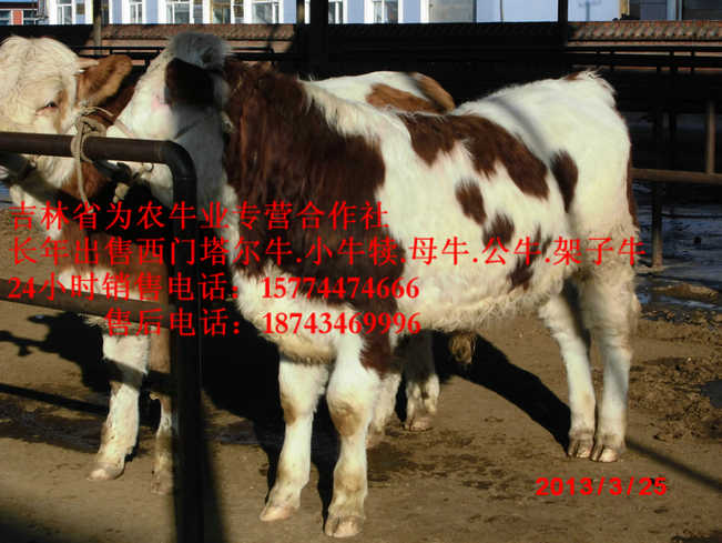 桦甸市营城子牛价 东北哪里牛价低 西门塔尔肉牛 吉林养殖牛场
