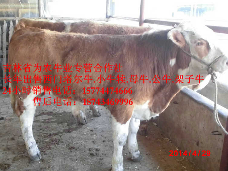桦甸市营城子牛价 东北哪里牛价低 西门塔尔肉牛 吉林养殖牛场