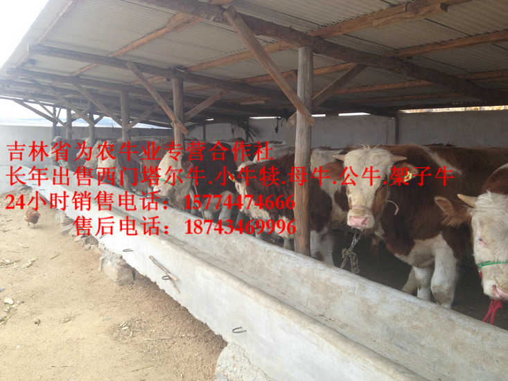 乌拉特后旗营城子肉牛 西门塔尔牛犊 四平繁育牛犊