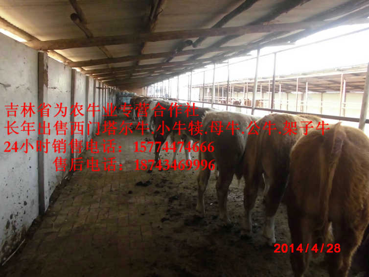抚远县吉林养殖牛场 肉牛交易市场 东北养殖牛场 东北养殖合作社