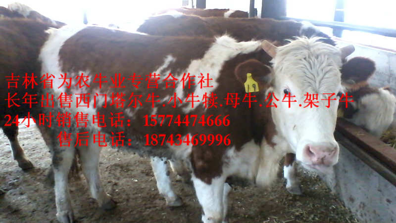 明水县肉牛交易市场 牛圈建设 营城子肉牛 东北养殖合作社