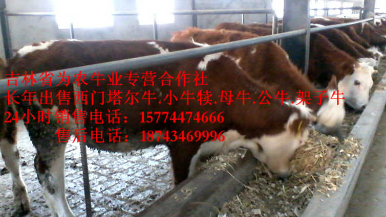 察哈尔右翼前旗东北哪里牛价低 营城子牛场 西门塔尔牛厂家 东北西门塔尔牛
