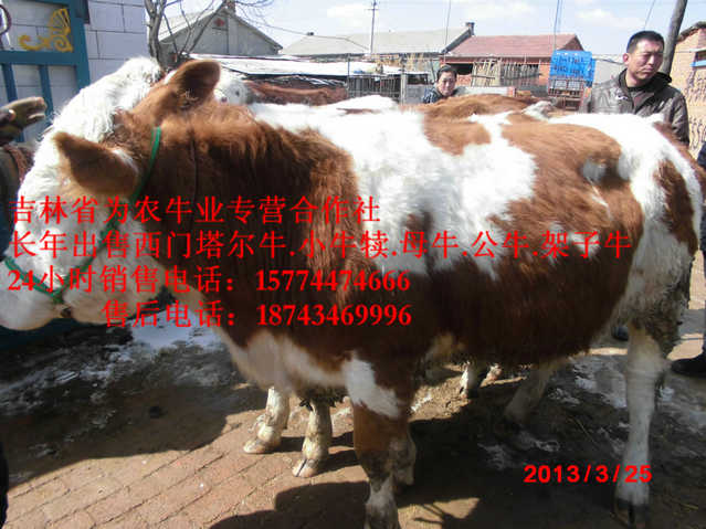 于洪区西门塔尔母牛 东北繁育母牛 牛场管理 什么牛下犊好