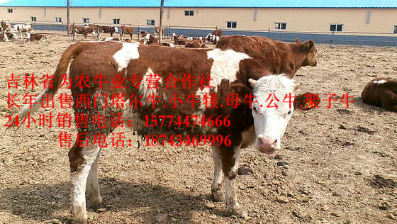 乌海市东北黄牛市场 西门塔尔牛犊 东北繁育母牛 牛饲料配比