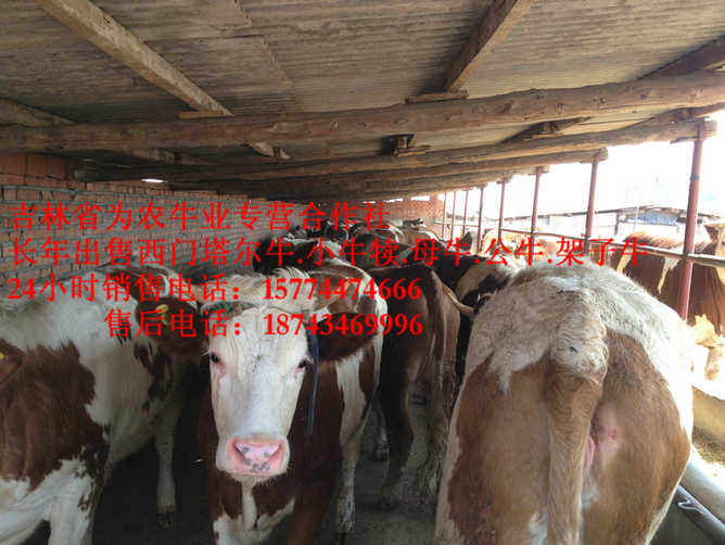 镶黄旗牛圈建设 东北改良牛市场 营城子西门塔尔